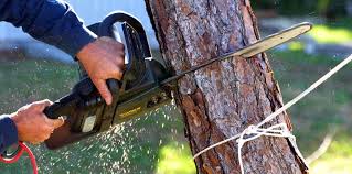 Best Tree Trimming and Pruning  in Thompsonville, PA